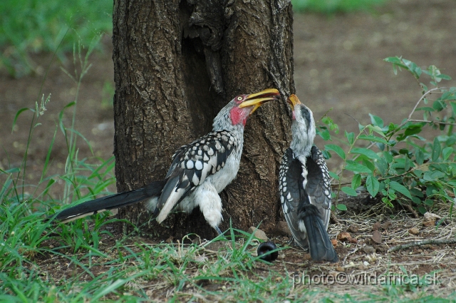 puku rsa 210.jpg - Southern Yellow-billed Hornbill (Tockus leucomelas)